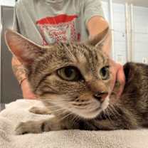 Thumbnail photo of Brat #2