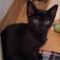 Thumbnail photo of Quinn (Sadie's Babes Litter) #2