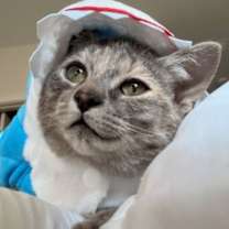 Thumbnail photo of R2D2 #1