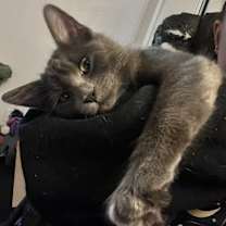 Thumbnail photo of Gray #2