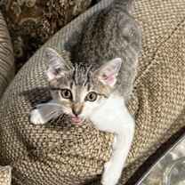 Thumbnail photo of Toby #2