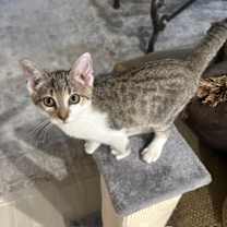 Thumbnail photo of Toby #3