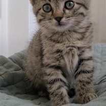 Thumbnail photo of Pippin #1