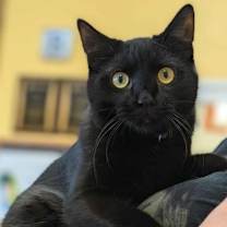 Thumbnail photo of Jacobin #1