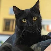 Thumbnail photo of Jacobin #2