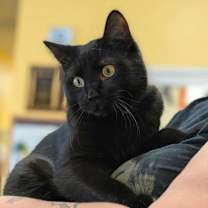 Thumbnail photo of Jacobin #3