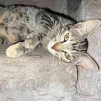 Thumbnail photo of Mia #4