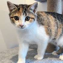 Thumbnail photo of Nanette #1