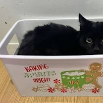 Thumbnail photo of Nori (Bonded with Yoshi) #2