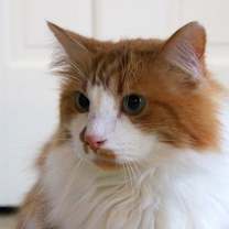 Thumbnail photo of Sailor #3