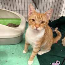 Thumbnail photo of Metu #1