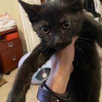 Thumbnail photo of Drusilla #3