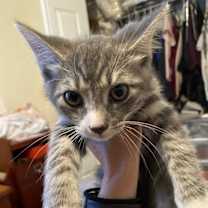 Thumbnail photo of Angelus #1