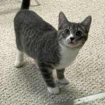 Thumbnail photo of Angelus #2