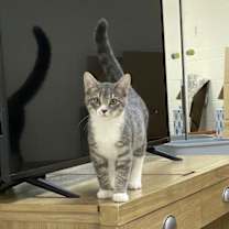 Thumbnail photo of Angelus #3