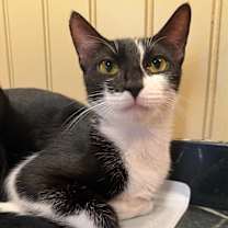 Thumbnail photo of Lamborghini #1