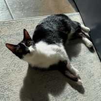 Thumbnail photo of Lamborghini #2