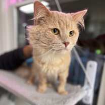 Thumbnail photo of Grinch #1