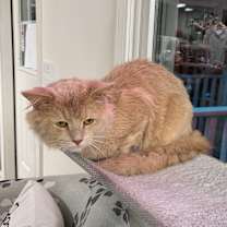 Thumbnail photo of Grinch #4