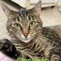 Thumbnail photo of Cinnamon #1