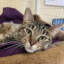 Thumbnail photo of Cinnamon #2