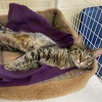 Thumbnail photo of Cinnamon #3