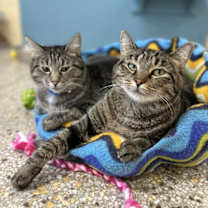 Thumbnail photo of Cinnamon #4