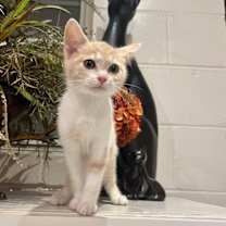 Thumbnail photo of Frito #1