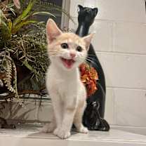 Thumbnail photo of Frito #2