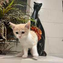 Thumbnail photo of Frito #3