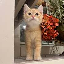 Thumbnail photo of Cheeto #1