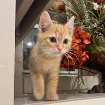 Thumbnail photo of Cheeto #2