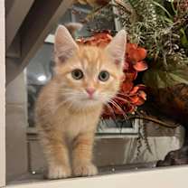 Thumbnail photo of Cheeto #3