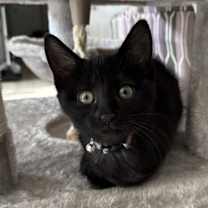 Thumbnail photo of Peppermint Patty (Peep) #1