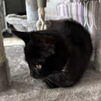 Thumbnail photo of Peppermint Patty (Peep) #2