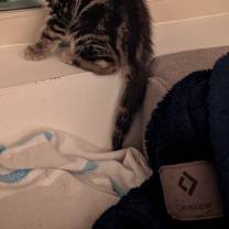 Thumbnail photo of Buttercup #1