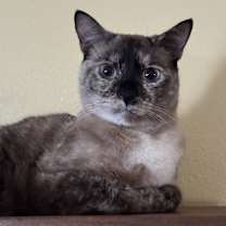 Thumbnail photo of Opal #1