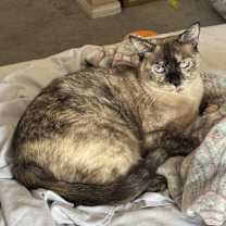 Thumbnail photo of Opal #2