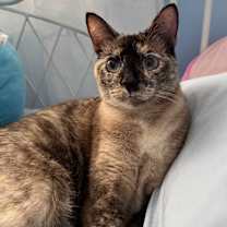 Thumbnail photo of Opal #3