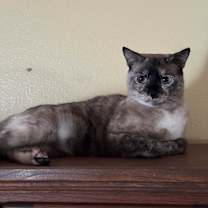 Thumbnail photo of Opal #4