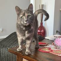 Thumbnail photo of Buttercup #1