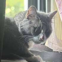 Thumbnail photo of Teddy #3