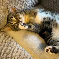 Thumbnail photo of KITTEN WILSON #4