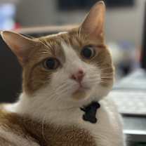 Thumbnail photo of Abu #1