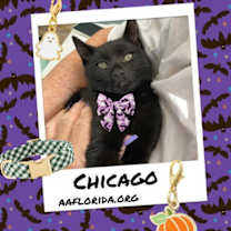 Thumbnail photo of Chicago #1