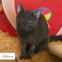 Thumbnail photo of Gryzlik #2