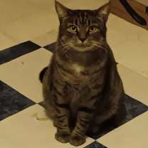 Thumbnail photo of Missy #1