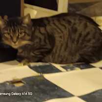 Thumbnail photo of Missy #2