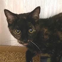 Thumbnail photo of Scout #1