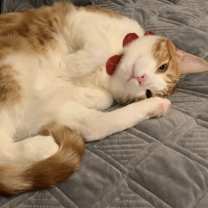 Thumbnail photo of Nasa #3